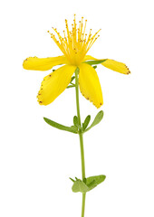 saint john's wort or Hypericum flowers isolated on white background