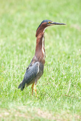 Green Heron Neck extended