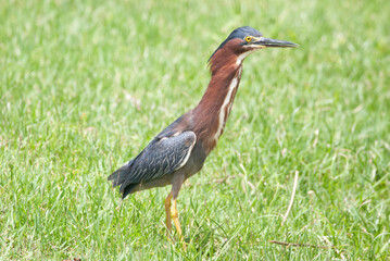 Green Heron Neck extended