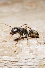 close-up. A black woodworm ant on the surface of a tree.