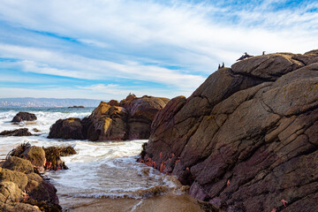 sea birds in rocks on the Renaca beach  Vina del Mar, Valparaiso, Chile