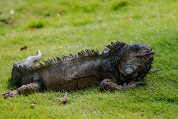 A Large Iguana in the Park