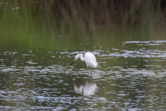 Snowy Egret wading in the water