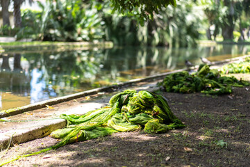 Spirulina algae drying on the shore of a pond