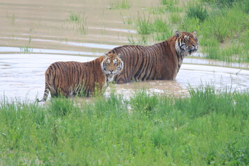 Fototapeta na wymiar Two Tigers in Lake