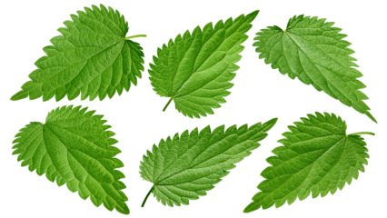Nettle isolated on white background, full depth of field
