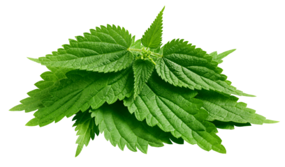 Nettle isolated on white background, full depth of field