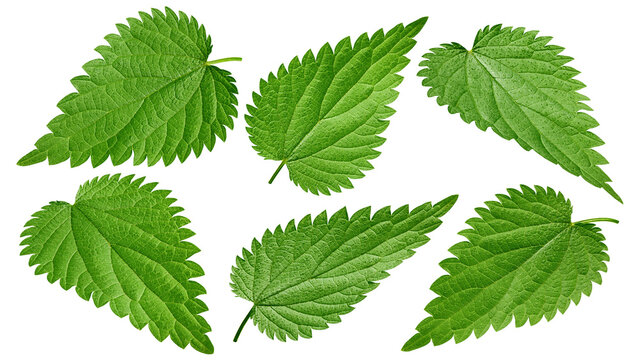 Nettle isolated on white background, full depth of field