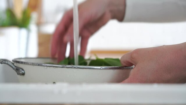 Woman hands washing arugula leaves in colander close up. High quality 4k footage