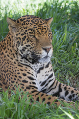 Jaguar in grass