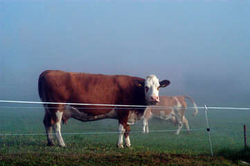 Herd of cows in the alps on a foggy day