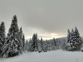 Trees in the forest during summer, autumn or winter.