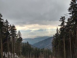 Trees in the forest during summer, autumn or winter.