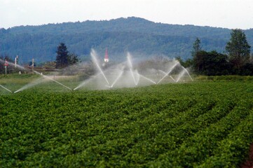field irrigation through sprinkler system