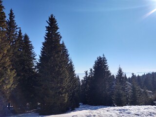 Trees in the forest during summer, autumn or winter.