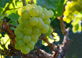 Fototapeta premium White ripe grape before harvest in a vineyard of Guimar,Tenerife,Canary Islands,Spain.Green grapes hanging on a bush in a sunny day.Selective focus.