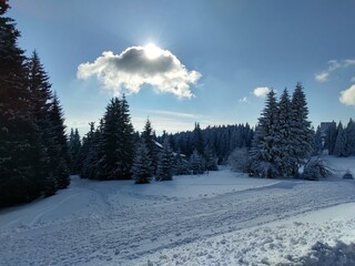 Trees in the forest during summer, autumn or winter.