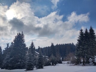 Trees in the forest during summer, autumn or winter.