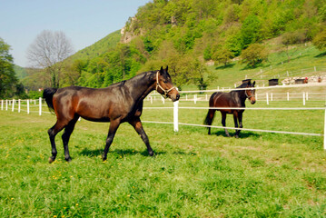horse paddock in the summer