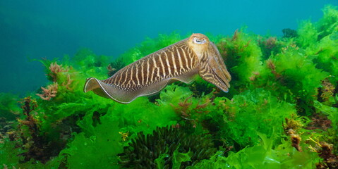A cuttlefish underwater in the sea (Sepia officinalis, European common cuttlefish) with algae, Atlantic ocean, natural scene, Spain, Galicia