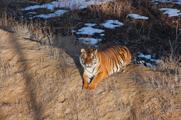 Obraz premium Tiger at sunset