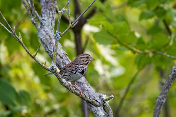 bird on a branch