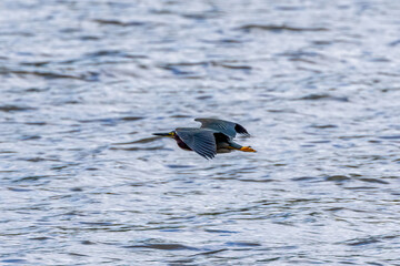 green heron in flight