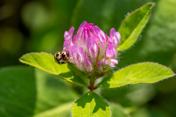 beatle on a flower