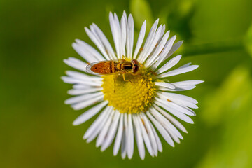 Obraz premium bee on daisy