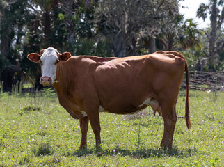 Hiking and Exploring Central Florida Pastureland with Hereford Cattle.