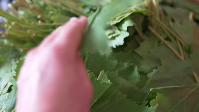 checking the quality of raw grape leaf for stuffing leaves, vine leaf stuffing,