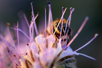 Biene in Phacelia