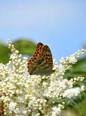 brown butterfly on white flowers of a shrub against a blue sky