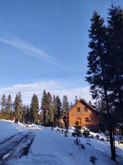Trees in the forest during summer, autumn or winter.