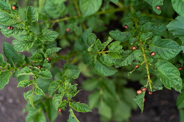 potato bush with colorado potato beetle larvae, copy space