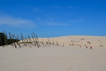 Dead forest and moving dunes in the Slowinski National Park. Beautiful landscape of the sand dunes...