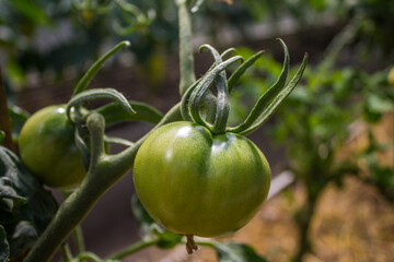 Green tomato fruits close-up on a branch on a summer day on a blurry background and space for copying. Concept gardening, harvest and plant care