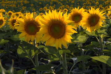 Fototapeta premium sunflower