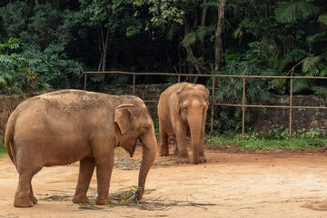 Fototapeta na wymiar Elephant in the zoo