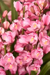 シンビジウム　洋ラン