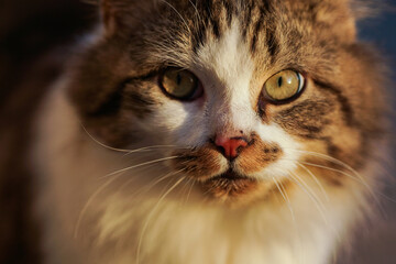 portrait of a cat, multicolored cat observes, pet cat