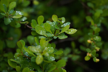 leaves in the garden, green leaves on a branch, close up of waterdrops on a leaf