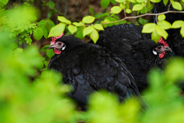 black chickens sitting in the bushes