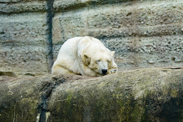white polar bear sleeping on the rock in a zoo in munich