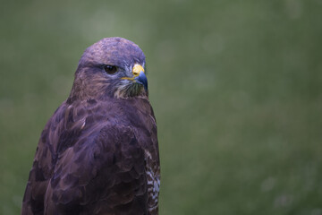 2023-06-20 A PEREGRINE FALCON CALMING PERCHED LOOKING OUT WITH A NICE CLEAR EYE AND A BLURRY BACKGROUND IN SCOTLAND