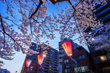 Awe View on  with cherry trees in blossom on lanterns in blue hour in Tokyo