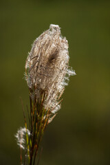 Lightning Seeds of grass