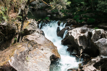 Detalles del bosque en Galicia