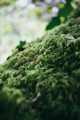 Detalles del bosque en Galicia