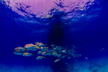 A school of horse eye jacks swimming under the boat 